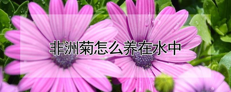 非洲菊怎么养在水中 非洲菊怎么养在水中放多少水