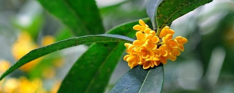 桂花什么季节开花 状元桂花什么季节开花