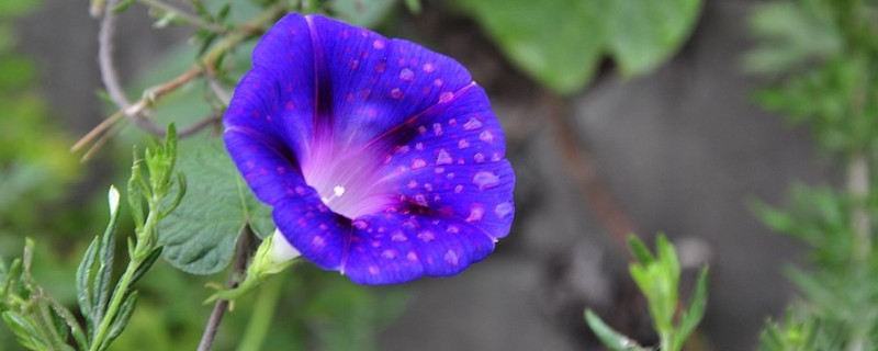 牵牛花枯萎后会有种子吗 牵牛花枯萎了以后长什么样