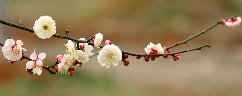 梅花死枝原因 梅花枝叶枯萎什么原因