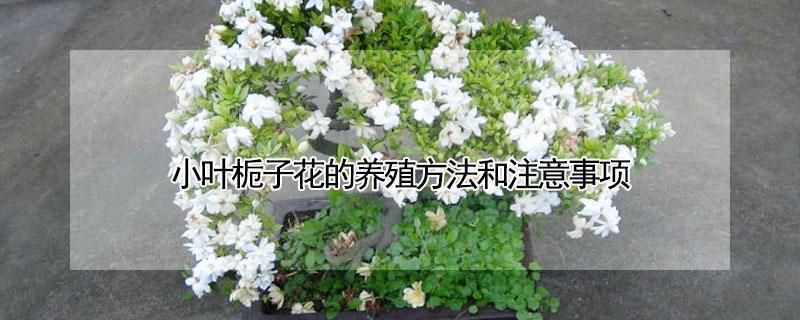 小叶栀子花的养殖方法和注意事项（小叶栀子花的养殖方法和注意事项有哪些）