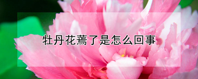 牡丹花蔫了是怎么回事（牡丹花刚开花就蔫了）