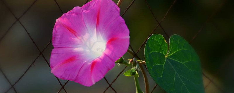 牵牛花秋季播种什么时候开花（牵牛花什么时候播种什么时候开花）