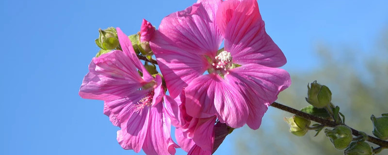 芙蓉花叶子发白怎么回事（芙蓉花叶子上长一些白沫是什么病）