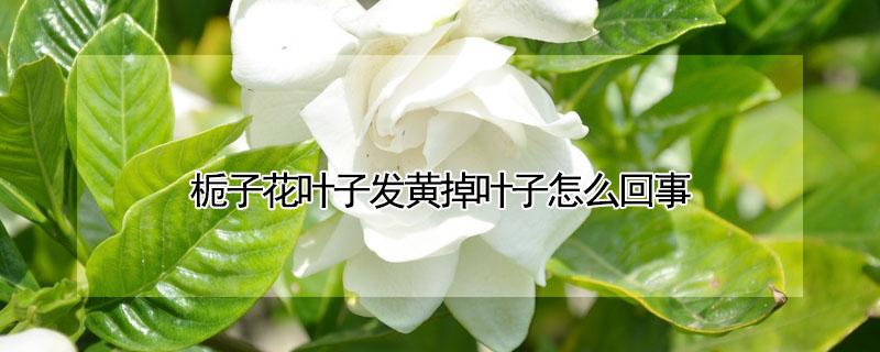 栀子花叶子发黄掉叶子怎么回事 栀子花叶子发黄怎么了