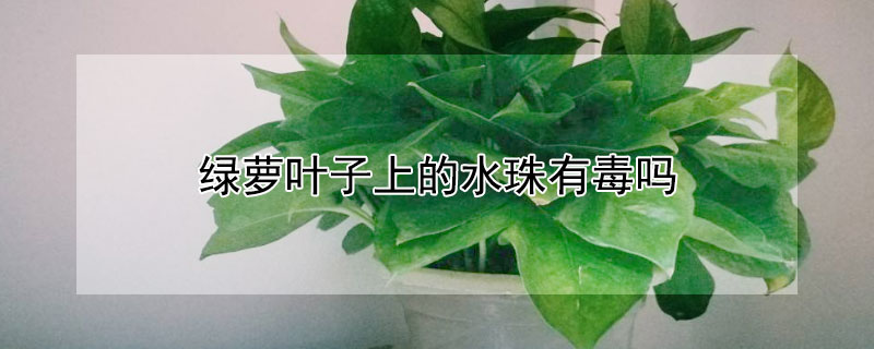 绿萝叶子上的水珠有毒吗（绿萝叶子为什么有水珠）