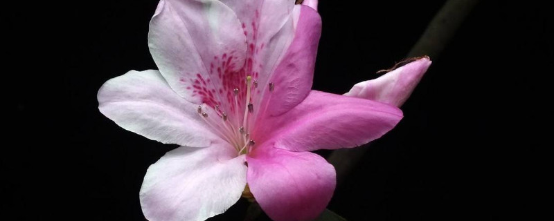 怎样给杜鹃花催花（杜鹃花怎么催花蕾）