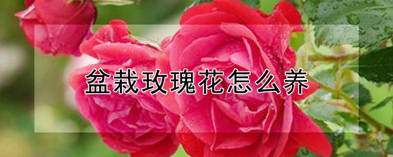 盆栽玫瑰花怎么养（盆栽玫瑰花怎么养可以放室内?）