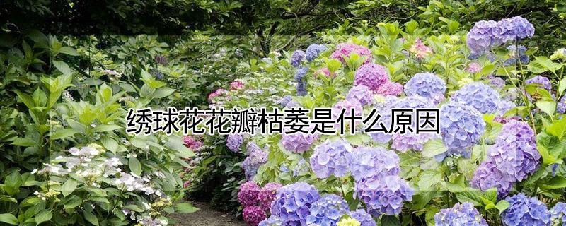 绣球花花瓣枯萎是什么原因（绣球花枝干枯萎）