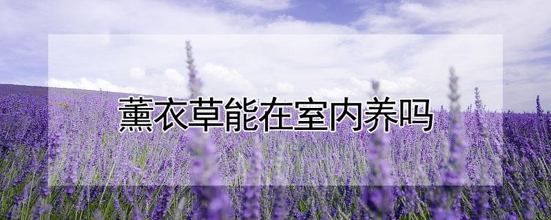 薰衣草能在室内养吗（薰衣草在家里好养吗）