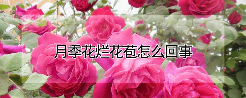 月季花烂花苞怎么回事（月季花苞断了怎么办）