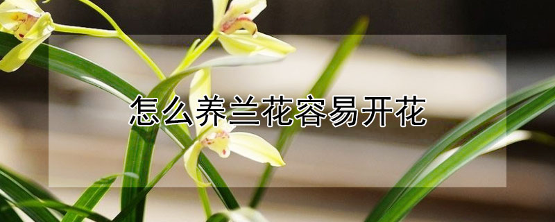 怎么养兰花容易开花（兰花咋样养开花）