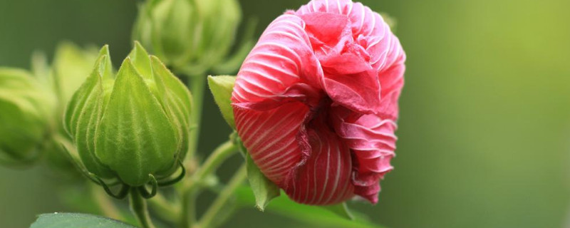 芙蓉花开花期间需要多浇水吗 芙蓉花开花时怎样浇水