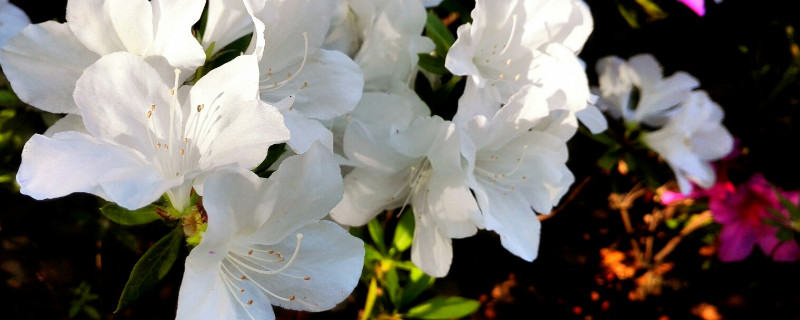 杜鹃花是宿根花卉吗（牡丹花是宿根花卉吗）