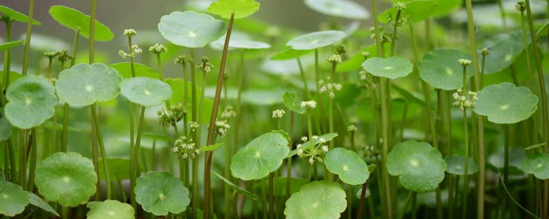 铜钱草开花要剪掉吗（如何剪掉铜钱草开的花）