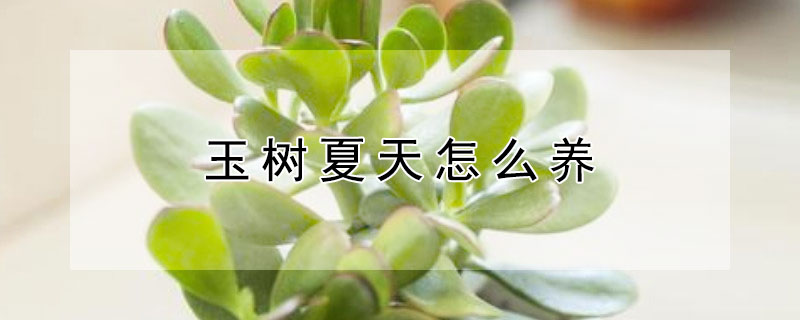 玉树夏天怎么养（玉树夏天怎么养长得快）