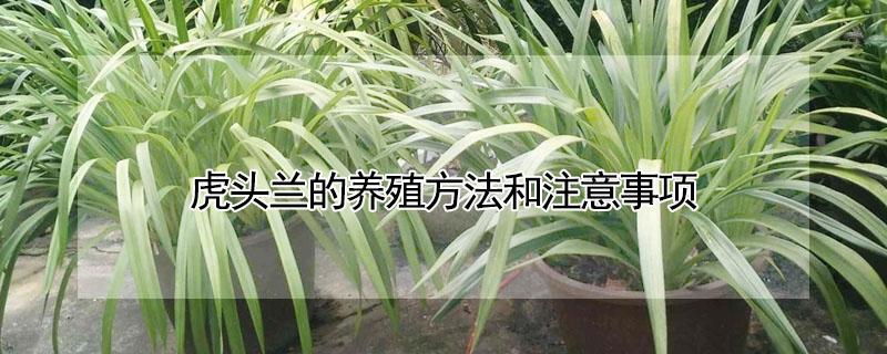 虎头兰的养殖方法和注意事项 虎头兰花怎么养殖方法和注意事项