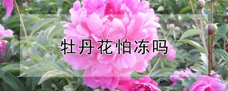 牡丹花怕冻吗（牡丹花怕冻不怕冻）