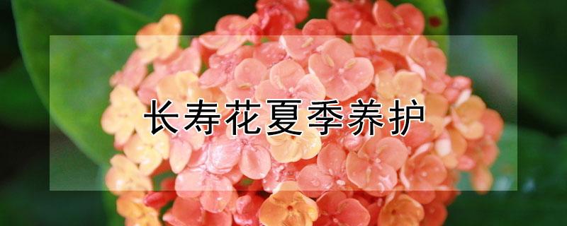 长寿花夏季养护 长寿花夏季养护注意事项