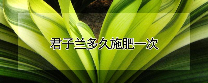 君子兰多久施肥一次 君子兰何时施肥