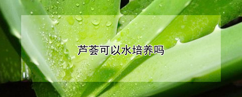 芦荟可以水培养吗（水养芦荟可以用土培养吗）