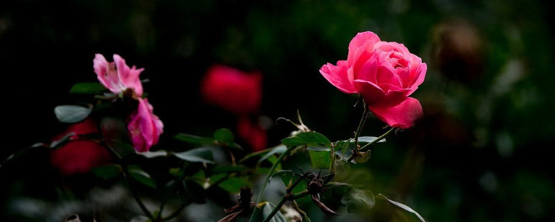 月季花耷拉是什么原因（月季花开花耷拉着是为什么）