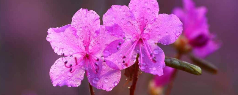 杜鹃花花期怎么浇水（杜鹃花花期浇什么水）