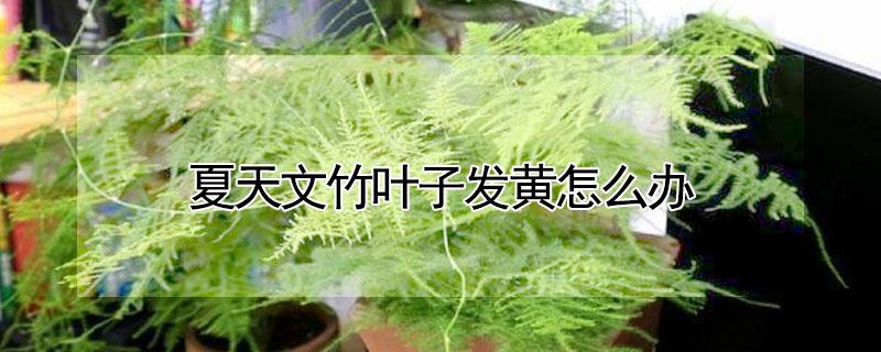 夏天文竹叶子发黄怎么办 夏天文竹叶子发黄怎么回事