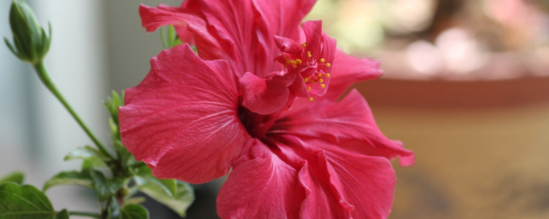 芙蓉花没根能活吗 芙蓉花有根没叶子能活吗?