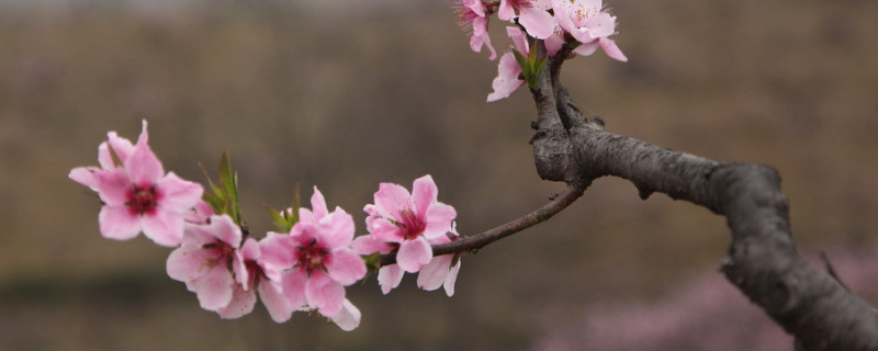 梅花叶子黄了怎么办（梅花树叶黄了怎么办）