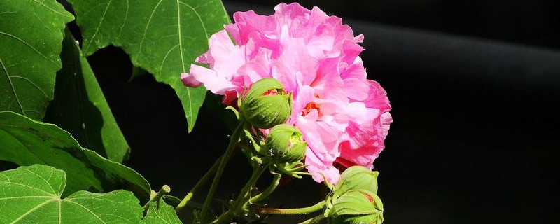 芙蓉花不开花怎么回事（芙蓉花开不开花怎么办）