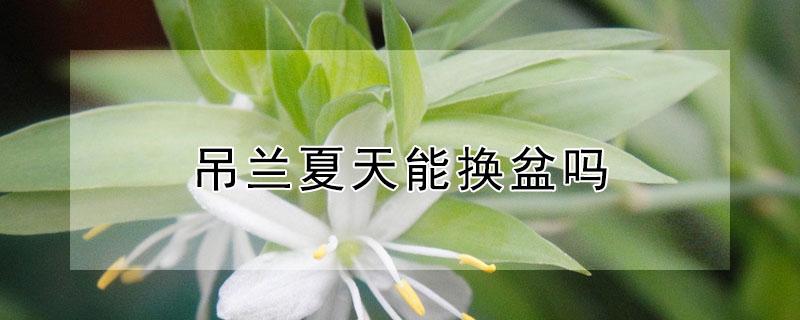 吊兰夏天能换盆吗（吊兰现在这季节能不能换盆）