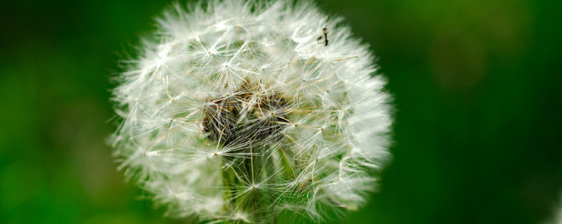 蒲公英种子催芽方法（蒲公英种子怎样催芽）