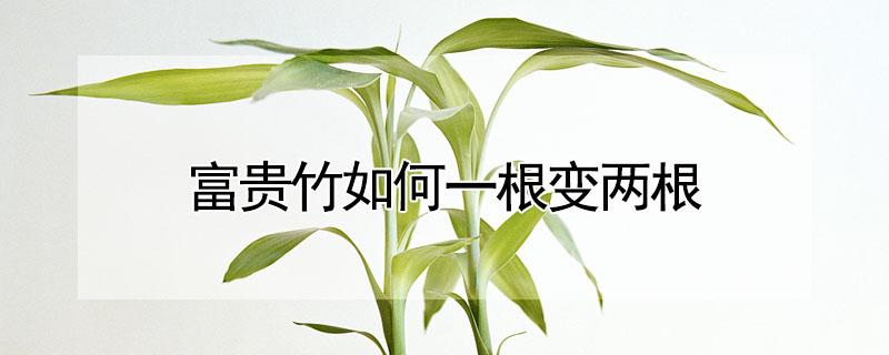 富贵竹如何一根变两根 富贵竹如何一根变两根视频