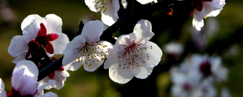 梅花几月份开花（骨里红梅花几月份开花）