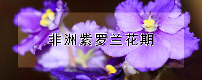 非洲紫罗兰花期 非洲紫罗兰花期怎么浇水