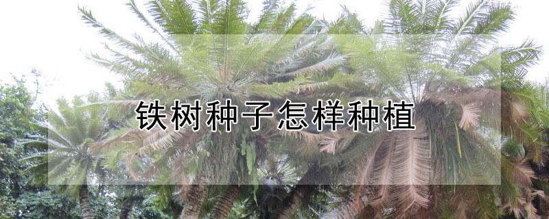 铁树种子怎样种植 铁树种子怎样种植时间