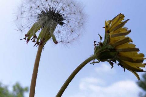 蒲公英能种植在花盆里吗