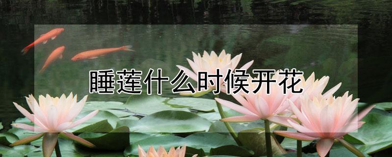 睡莲什么时候开花 睡莲什么时候开花,什么时候闭合