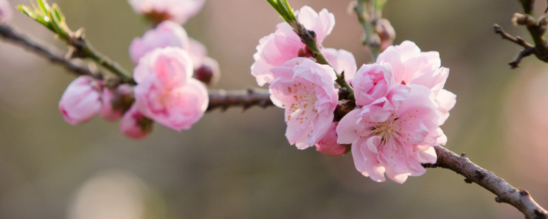 梅花和桃花的区别（梅花和桃花的区别是什么）