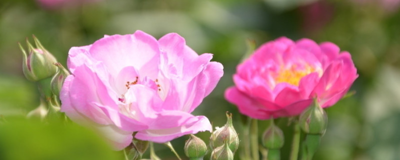 蔷薇花如何种植方法 蔷薇花怎么栽植