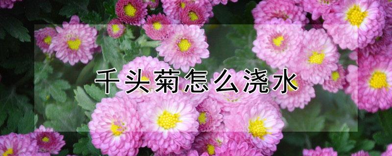 千头菊怎么浇水 千头菊浇水能浇花上吗