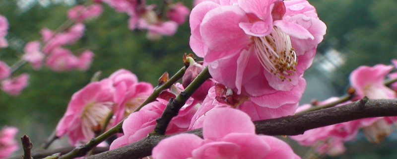 梅花有几种颜色 梅花有几种颜色寓意是什么