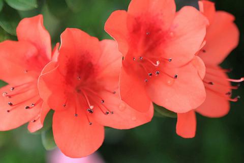 盆栽杜鹃花期