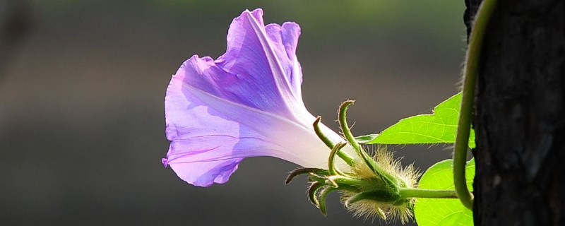 牵牛花为什么要爬藤才能开花（牵牛花会自己爬藤吗）