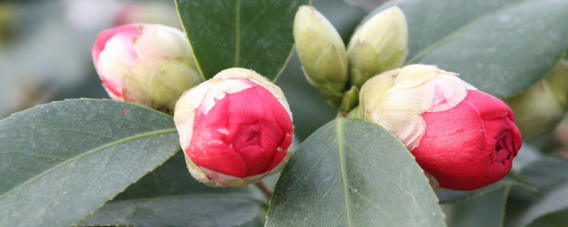 茶花打骨朵不开花原因 茶花花骨朵不开怎么回事