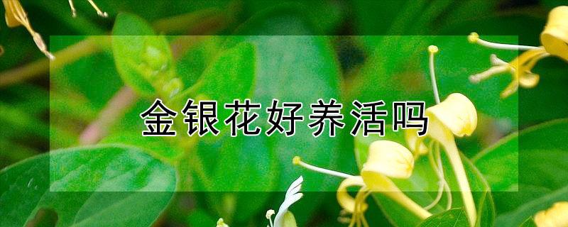 金银花好养活吗（金银花好养活么）