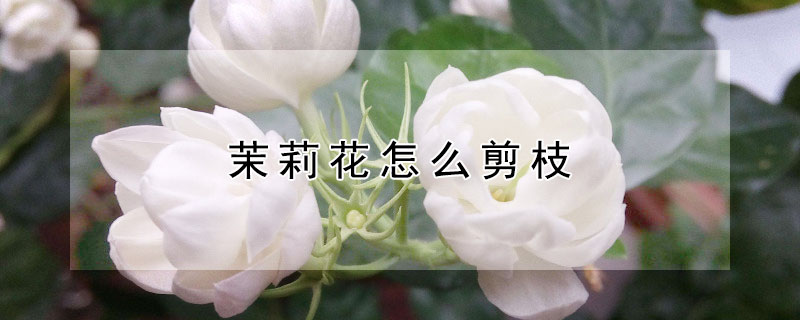 茉莉花怎么剪枝 茉莉花怎么剪枝才能开花