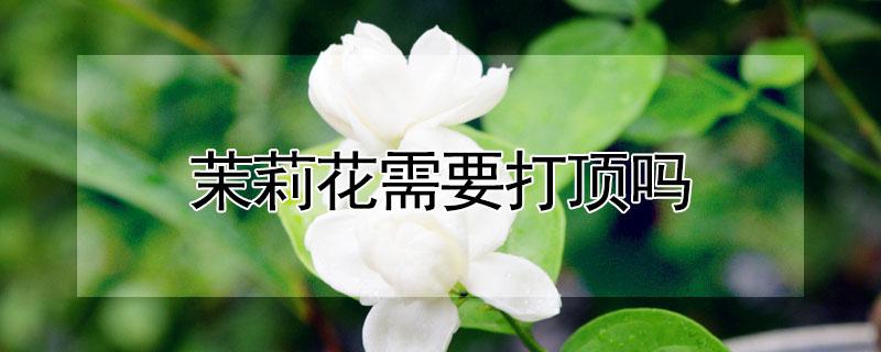 茉莉花需要打顶吗（茉莉花新枝条什么时候打顶）