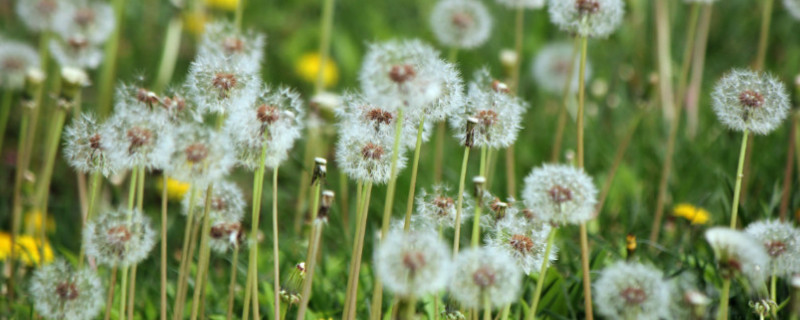 蒲公英种植条件 蒲公英的种植条件